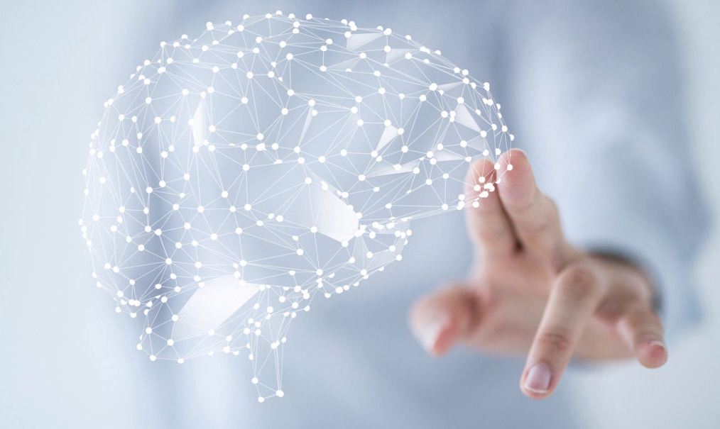 brain network